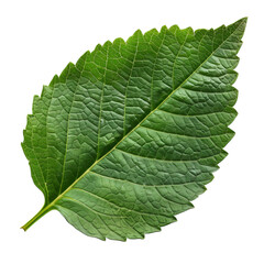 Obraz premium Close-up of a vibrant green leaf showcasing intricate vein patterns and texture.