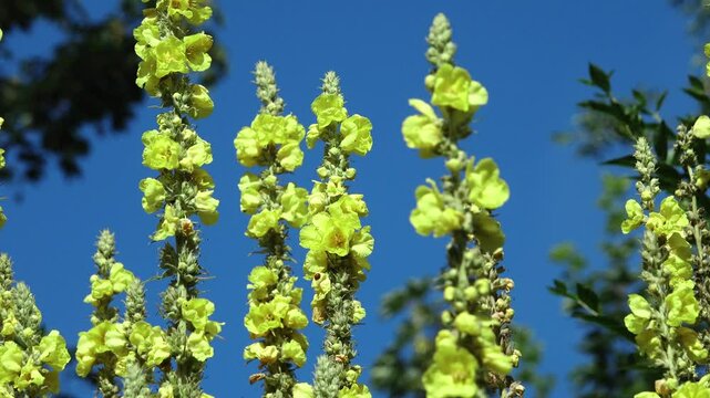 Statuesque yellow mullein flowers with flying insects against a blue sky.