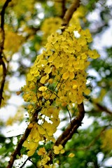Close-up of vibrant yellow Cassia fistula flowers in full bloom, symbolizing tropical beauty and summer in South Asia. A graceful cascade of golden petals hanging elegantly against a lush green back