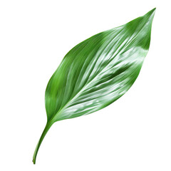 A vibrant green leaf with intricate patterns, showcasing its glossy texture and natural beauty.
