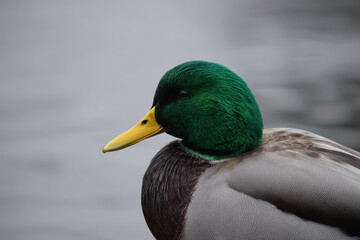 Obraz premium minimalistic portrait of waterfowl featuring its unique coloration against clean soft background