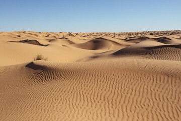 Caravan Crossing the Sahara Desert Under the Blazing Sun