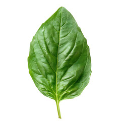 Obraz premium A vibrant green basil leaf showcasing intricate veins and smooth texture.