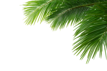Palm leaves leaf frame border design isolated on white background. Palm branches summer design element. Tropical green plant. PNG