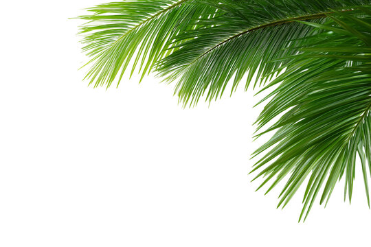Palm leaves leaf frame border design isolated on white background. Palm branches summer design element. Tropical green plant. PNG - Powered by Adobe