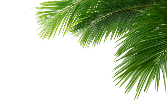 Palm leaves leaf frame border design isolated on white background. Palm branches summer design element. Tropical green plant. PNG