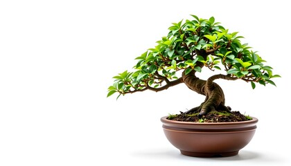an artfully crafted bonsai tree in a ceramic pot