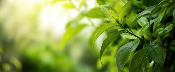 The delicate green leaves glisten in the soft sunlight backdrop