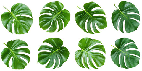 Eight green monstera leaves pattern on transparent background