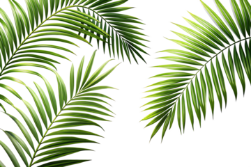 Realistic shadows of palm leaves isolated on white background, PNG