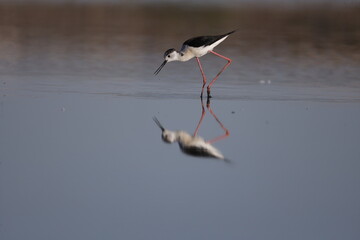 black-winged stilt, bird, water, seagull, nature, wildlife, sea, animal, gull, beach, ocean, flight, birds, flying, heron, blue, fly, lake, wild, beak, coast, feather, white, sky, pelican, black