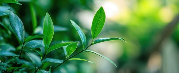 The close-up view of vibrant green leaves against a blurred background.