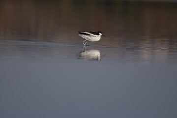 Pied Avocet, bird, seagull, water, gull, sea, animal, nature, wildlife, birds, beach, flight, flying, ocean, fly, beak, lake, blue, freedom, pelican, feather, wing, white, wild, coast, australia
