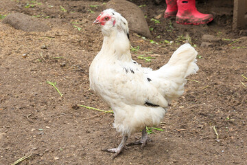 Place for breeding poultry. Chicken coop. Domestic geese, chickens, turkeys and ducks. Natural eggs. Aesthetics of a home farm. Home production.