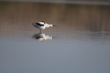 Pied Avocet, bird, seagull, water, gull, sea, animal, nature, wildlife, birds, beach, flight, flying, ocean, fly, beak, lake, blue, freedom, pelican, feather, wing, white, wild, coast, australia