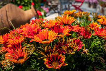 Red Flowers