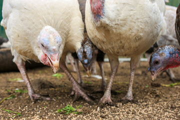 Place for breeding poultry. Chicken coop. Domestic geese, chickens, turkeys and ducks. Natural eggs. Aesthetics of a home farm. Home production.