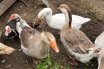 Place for breeding poultry. Chicken coop. Domestic geese, chickens, turkeys and ducks. Natural eggs. Aesthetics of a home farm. Home production.