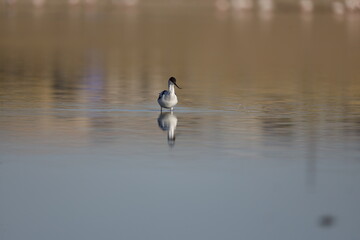 Pied Avocet, bird, seagull, water, gull, sea, animal, nature, wildlife, birds, beach, flight, flying, ocean, fly, beak, lake, blue, freedom, pelican, feather, wing, white, wild, coast, australia