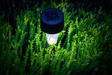 Small garden LED light among decorative grass on the lawn.
