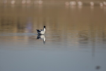 Pied Avocet, bird, seagull, water, gull, sea, animal, nature, wildlife, birds, beach, flight, flying, ocean, fly, beak, lake, blue, freedom, pelican, feather, wing, white, wild, coast, australia