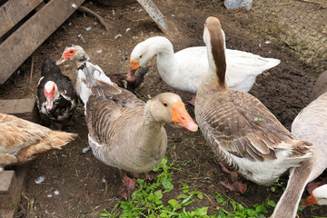 Place for breeding poultry. Chicken coop. Domestic geese, chickens, turkeys and ducks. Natural eggs. Aesthetics of a home farm. Home production.