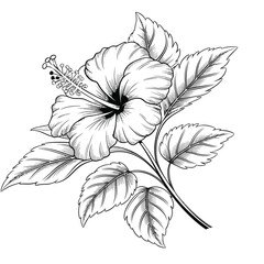A beautifully detailed black-and-white illustration of a hibiscus flower, showcasing its large petals and intricate details. Surrounded by lush leaves, this artistic design captures the beauty.