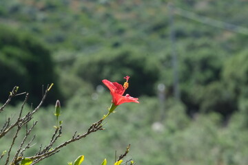 Sardinia, diverse island with landscapes, beaches and art in the Mediterranean

