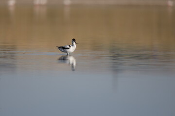 Pied Avocet, bird, seagull, water, gull, sea, animal, nature, wildlife, birds, beach, flight, flying, ocean, fly, beak, lake, blue, freedom, pelican, feather, wing, white, wild, coast, australia