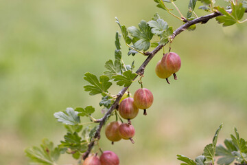Gooseberries on a twig in the garden