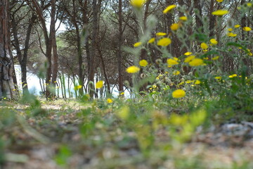 Sardinia, diverse island with landscapes, beaches and art in the Mediterranean

