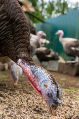 Place for breeding poultry. Chicken coop. Domestic geese, chickens, turkeys and ducks. Natural eggs. Aesthetics of a home farm. Home production.