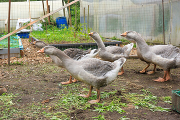 Place for breeding poultry. Chicken coop. Domestic geese, chickens, turkeys and ducks. Natural eggs. Aesthetics of a home farm. Home production.