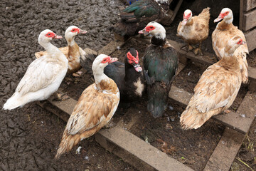 Place for breeding poultry. Chicken coop. Domestic geese, chickens, turkeys and ducks. Natural eggs. Aesthetics of a home farm. Home production.