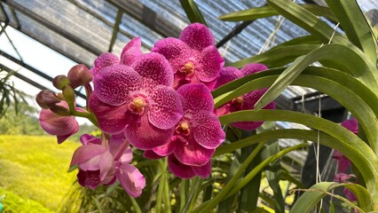 A vibrant orchid flower captured in full bloom, showcasing rich colors and delicate petal details...