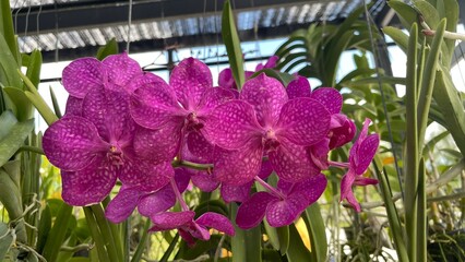 A vibrant orchid flower captured in full bloom, showcasing rich colors and delicate petal details...