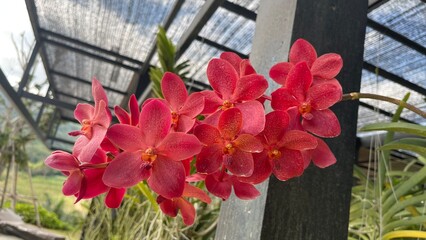 A vibrant orchid flower captured in full bloom, showcasing rich colors and delicate petal details...