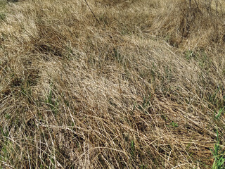 Old dried grass in the autumn forest. Texture of couch grass and other herbs.