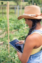 Fototapeta premium vertical Latin farmer woman using digital tablet in tomato crops plantation