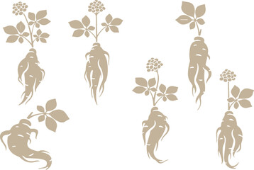 Ginseng Herbal Plant Vector Set – Root, Medicine, Health, Organic, Natural, Alternative, Supplement, Healing, Wellness, Botany

