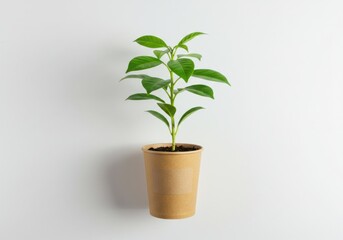 Fototapeta premium A small green plant grows in a disposable paper cup against a clean white background