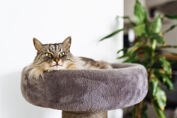 domestic cat sleeping on cat tree scratching post