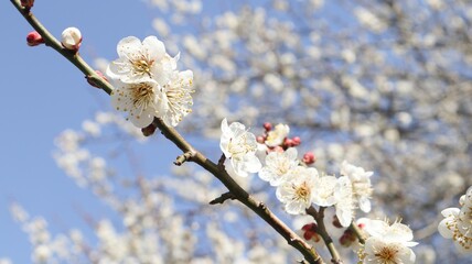 close up of white delicate plum blossom branch on the flower tree with intricate petals and subtle hints of pink at the center in the blue sky