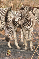 Cape mountain zebras (Equus zebra zebra) huddled together 