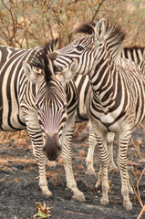 Cape mountain zebras (Equus zebra zebra) huddled together 