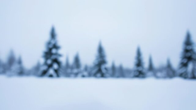 small green pine sapling covered in white snow slowly goes out of focus as the camera pulls back from a serene winter forest.