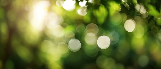 Fototapeta premium The beautiful blurred background of sunlight filtering through green leaves