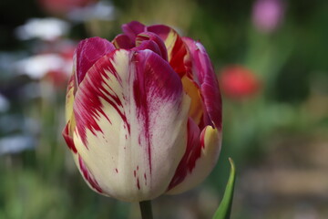 日本の春の公園に咲くピンクと白のまだら模様のチューリップの花