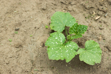 Zucchini sprout in brown soil