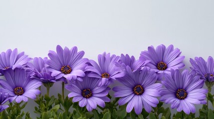 Obraz premium Vibrant Purple Flowers on a Minimalist Background for Nature Lovers